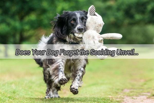 Does Your Dog Forget the Scolding Unveiling the Truth Behind Canine Memory